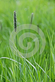 Fresh green spring grass closeup as abstract nature background