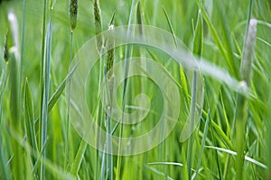 Fresh green spring grass closeup as abstract nature background