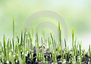 Fresh green spring grass with dew drops closeup