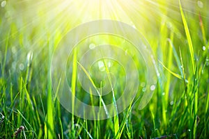 Fresh green spring grass with dew drops closeup