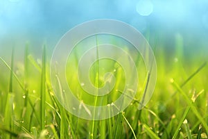 Grass. Fresh green spring grass with dew drops closeup. Sun. Soft Focus. Abstract Nature Background