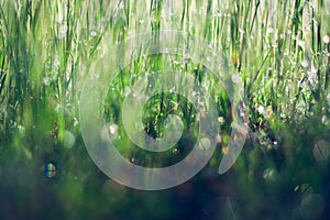 Fresh green spring grass with dew drops closeup