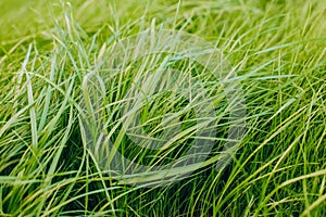 Fresh green spring grass with dew drops closeup with sun on natural defocused light nature bokeh background