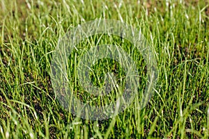 Fresh green spring grass with dew drops closeup with sun on natural defocused light nature bokeh background