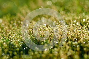 Fresh green spring grass with dew drops closeup. Soft Focus. Abstract Nature Background