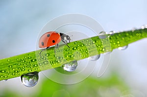 Fresh green spring grass with dew drops and ladybug