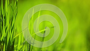 Fresh Green Spring Grass Lawn in Morning Close up, Bright Vibrant Natural Season Background with Shallow Depth of Field