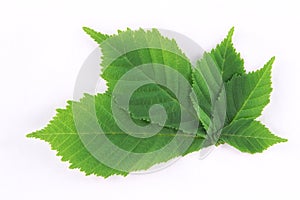 Fresh green spring leaves