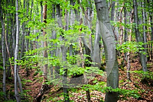 Fresh green spring leaves growing in a forest