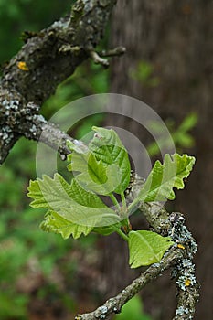Fresh green spring leaves of Swamp White Oak tree, latin name Quercus Bicolor,