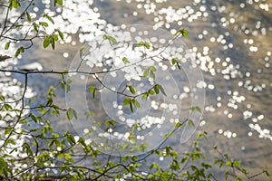 Fresh green spring leaves and water sparkles