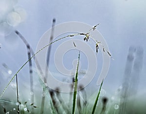 Fresh green spring or summer grass with dew water drops in the morning. Foggy morning. Art natural fresh backgound