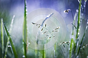 Fresh green spring or summer grass with dew water drops in the morning. Foggy morning. Art natural fresh background