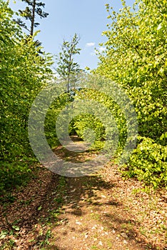 Fresh green springtime deciduous forest with hiking traul and bkue sky photo