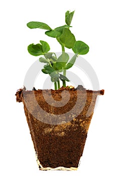 Fresh Green Sprout Isolated On White Background in peat pot