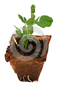 Fresh Green Sprout Isolated On White Background in peat pot