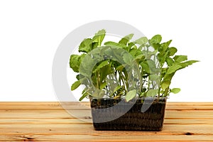 Fresh Green Sprout Isolated On White Background in peat pot