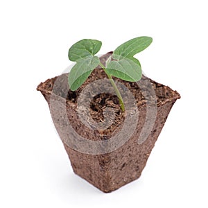 Fresh green sprout in peat pot with dirt