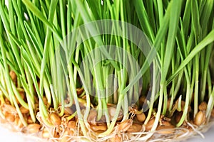 Fresh green sprouted wheat grass