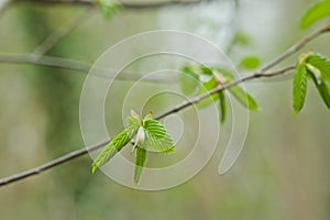 Fresh green sprouting hornbeam leafs - carpinus betulus photo