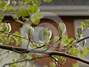 Fresh green sprouting whitebeam leafs -  Sorbus aria photo