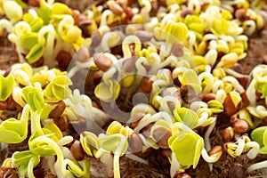 Green sprouts close-up. Growing micro greens for a healthy diet. Vegan food.