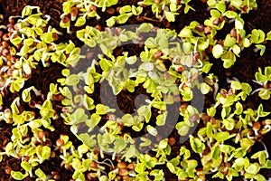 Green sprouts close-up. Growing micro greens for a healthy diet. Vegan food.