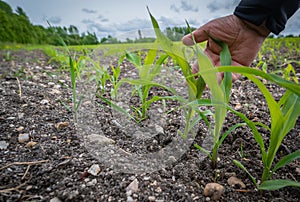 Fresh green sprouts of maize in spring on the field and hand farmer