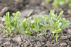 Fresh green sprouts of the pea Pisum sativum