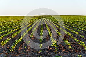 Fresh green sprouts of sugar beet. Sugar beet field with rows of beet plants. Growing vegetables