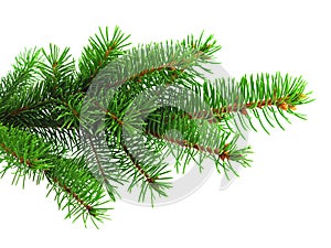 Fresh green spruce branch