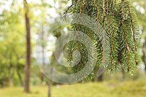 Fresh green spruce branches in the forest