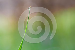 Fresh green stem of grass with dew drops in the early morning close up.