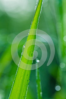 Fresh green stem of grass with dew drops in the early morning close up. Nature background.