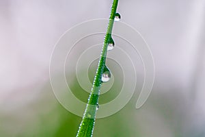 Fresh green stem of grass with dew drops in the early morning close up. Nature background
