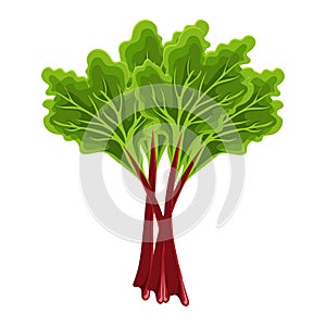Fresh green stems and leaves of rhubarb on a white background, food. Botanical illustration.