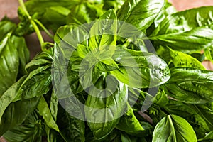 Fresh green sweet basil leaves, Also known as great basil or Genovese basil, Ocimum basilicum, a culinary herb in the mint family