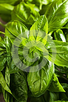 Fresh green sweet basil leaves, Also known as great basil or Genovese basil, Ocimum basilicum, a culinary herb in the mint family