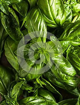Fresh green sweet basil leaves, Also known as great basil or Genovese basil, Ocimum basilicum, a culinary herb in the mint family