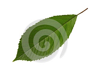 Fresh green Sweet Cherry leaf isolated on white background