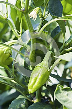 Fresh green sweet pepper in garden, close up.