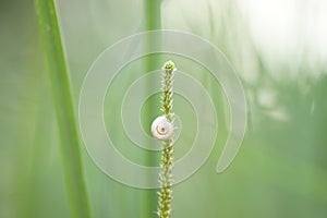 Fresh green tall grass close-up, selective focus