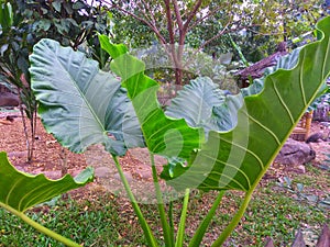 Fresh and green taro leaves in the garden.Natural view of taro leaves