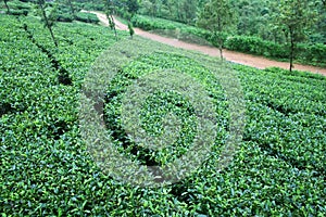 Fresh green Tea gardens