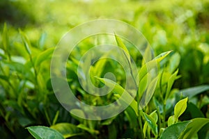 Fresh green tea leaf with pekoe sprout on tea bush