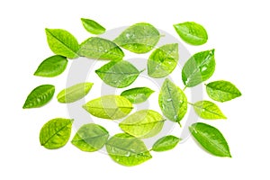 Fresh green tea leaves,