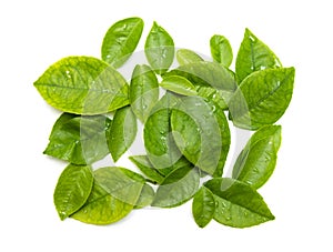 Fresh green tea leaves,