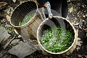 Fresh green tea leaves in bamboo basket are collected for further processing in hangzhou china