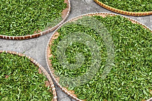 Fresh green tea leaves in bamboo basket are collected for further processing in hangzhou china