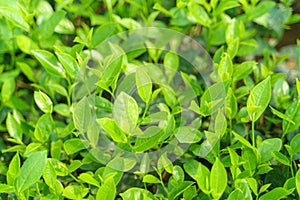 Fresh green tea leaves and buds in a tea plantation in morning